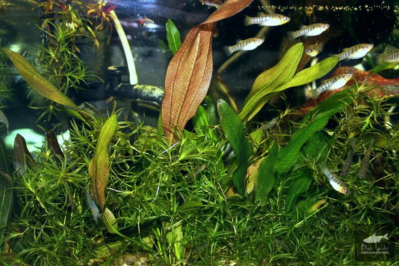 File:Aflame Sellovianus 2 1.jpg