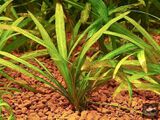 Echinodorus isthmicus Fassett