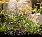 Helanthium tenellum Red