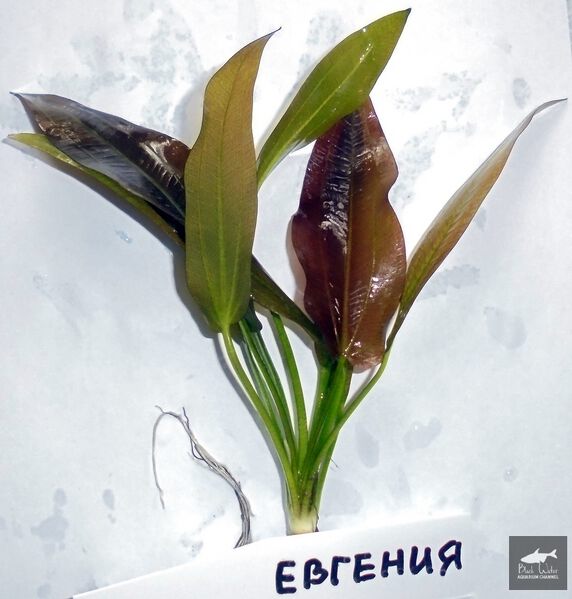 File:Eugeniya1.jpg
