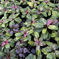 Echinodorus Rainbow
