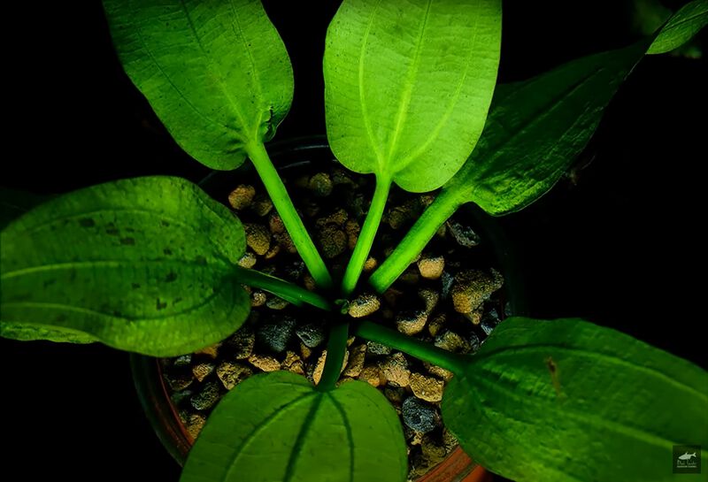 File:Little Polar Fox2.jpg