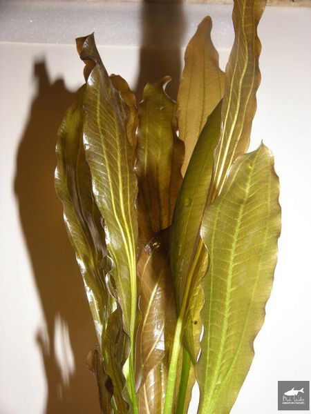 File:Gold Bart2.jpg