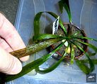 Echinodorus Gelatea