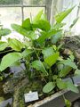 Echinodorus uruguayensis Arechav.
