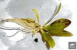 Echinodorus Miranda