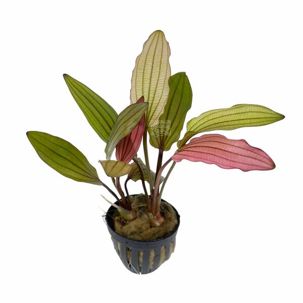 File:Pink Miracle3.jpg