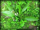 Echinodorus andrieuxii (Hook. & Arn.) Small