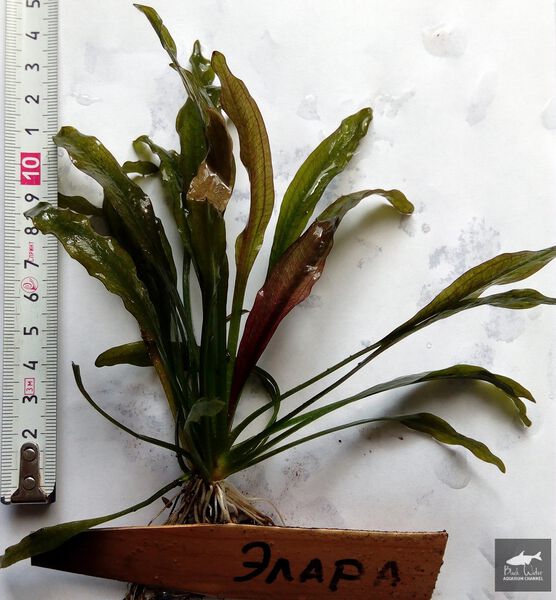 File:Elara3.jpg