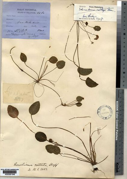 File:Ridleyi Steenis2.jpg