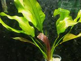 Echinodorus Maron