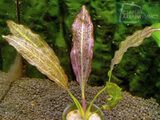 Echinodorus Nazgul