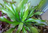 Echinodorus Your Grace