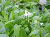 Echinodorus isthmicus Fassett