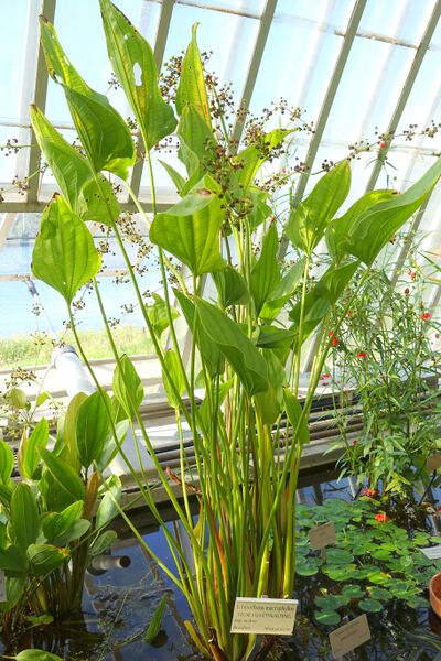File:Macrophyllus.jpg