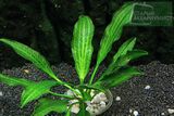 Echinodorus sp. Keryukeon Sao Miguel
