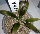 Echinodorus Irma