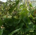 Echinodorus grandiflorus (Cham. & Schltr.) Micheli