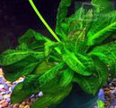 Echinodorus parviflorus TROPICA