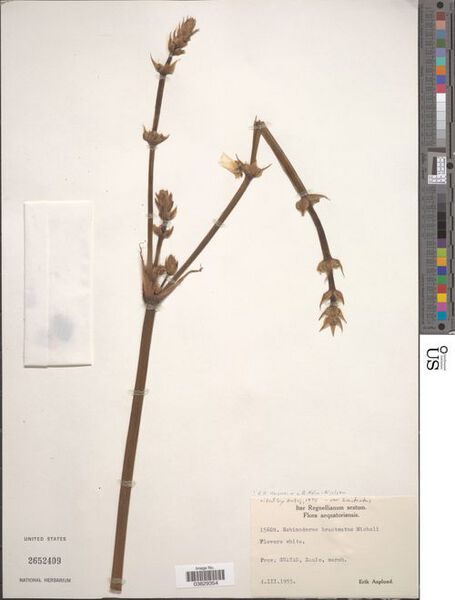 File:Bracteatus var. bracteatus6.jpg