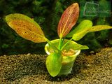 Echinodorus Inquisitor[1]