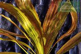 Echinodorus Scarlet Snake
