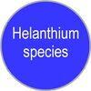 Helanthium species