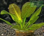 Echinodorus Hart