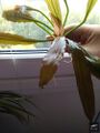 Echinodorus Malchish-Kibalchish