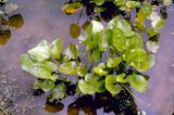 Echinodorus cordifolius (L.) Griseb.