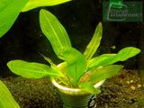 Echinodorus horemanii Rataj