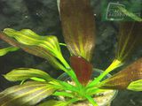 Echinodorus Rubra Variegata