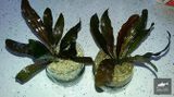 Echinodorus Brown Baby