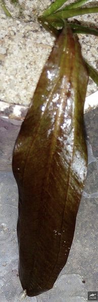 File:Eurynome3.jpg