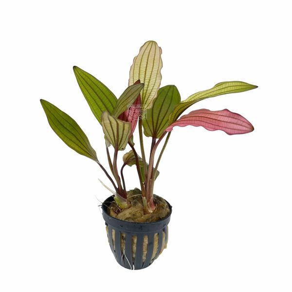 File:Pink Miracle9.jpg