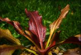 Echinodorus Red Horse