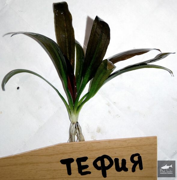 File:Tefia1.jpg