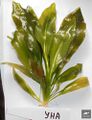 Echinodorus Una