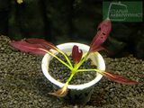 Echinodorus Aflame Purple Knight