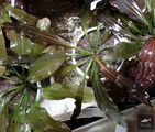 Echinodorus Rozalinda