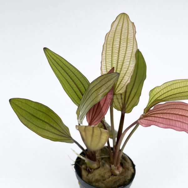 File:Pink Miracle8.jpg