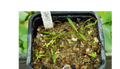 Thumbnail for version as of 09:50, 7 October 2022