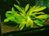 Echinodorus Thundering
