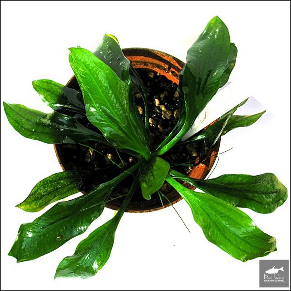 File:Estansia from Argentina2.jpg