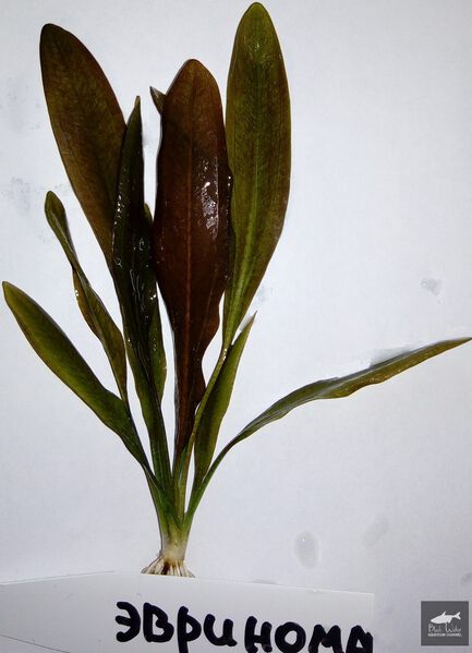 File:Eurynome1.jpg