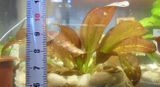 Echinodorus Faith[1]