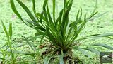 Helanthium Angustifolius