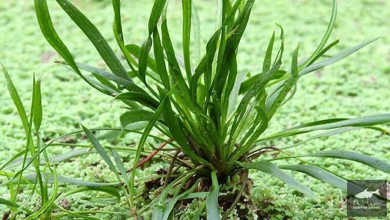 File:Angustifolius2.jpg