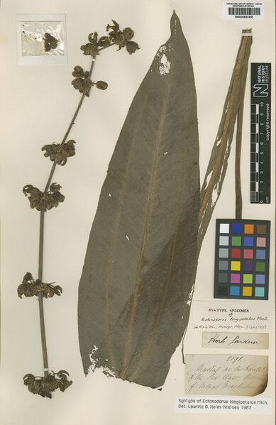 File:Longipetalus Micheli3.jpg