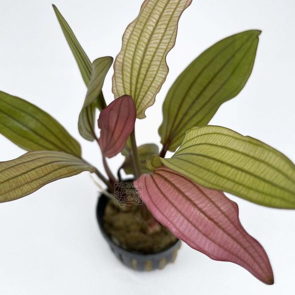 File:Pink Miracle5.jpg